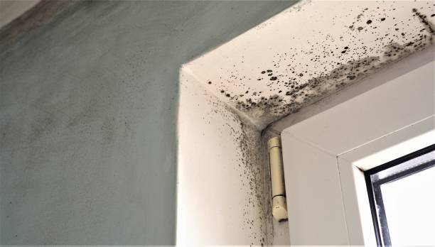 Forensic Mold Investigation in Hubbard, OR
