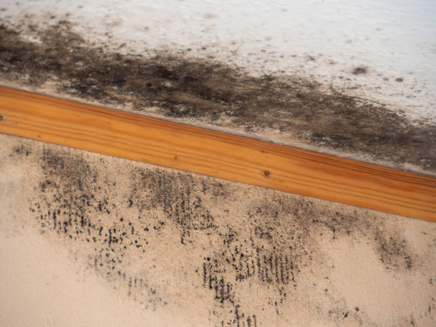 Reliable Hubbard, OR Mold Removal Solutions
